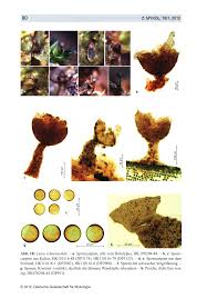 Attēlu rezultāti vaicājumam “Licea testudinacea spores”
