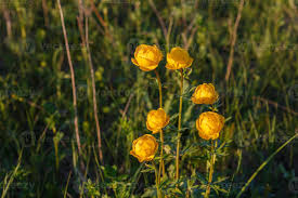 Attēlu rezultāti vaicājumam “Trollius europaeus”
