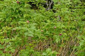 Attēlu rezultāti vaicājumam “Salix repens subsp. rosmarinifolia fruit”