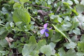 Attēlu rezultāti vaicājumam “Viola odorata bud”