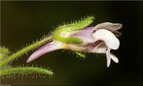 Attēlu rezultāti vaicājumam “Microrrhinum minus leaf”