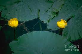 Attēlu rezultāti vaicājumam “Nuphar lutea”