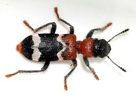 Attēlu rezultāti vaicājumam “Thanasimus formicarius”