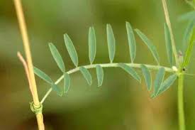 Attēlu rezultāti vaicājumam “Vicia hirsuta leaf”
