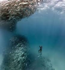 Image result for Tornado Divers