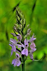 Attēlu rezultāti vaicājumam “Dactylorhiza maculata bud”