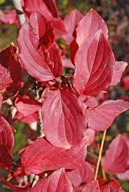Attēlu rezultāti vaicājumam “Cornus sanguinea”