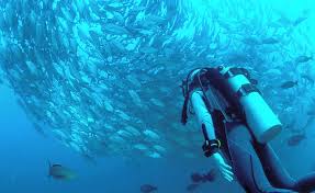 Image result for Scuba Fun
