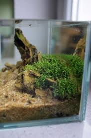 Attēlu rezultāti vaicājumam “Elatine hydropiper”