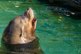 Image result for Zalophus californianus