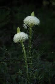 Attēlu rezultāti vaicājumam “Hygroamblystegium tenax”