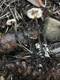 Attēlu rezultāti vaicājumam “Physarum auriscalpium sessile”