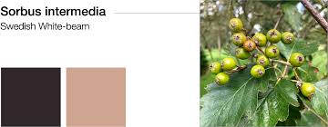 Attēlu rezultāti vaicājumam “Sorbus intermedia”