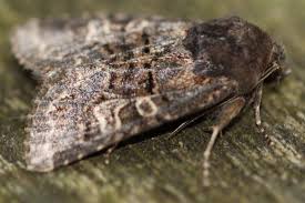 Attēlu rezultāti vaicājumam “Tholera cespitis”