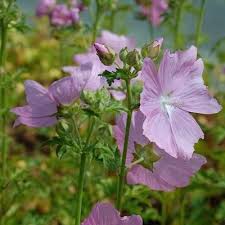 Image result for Malva moschata alba