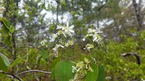 Attēlu rezultāti vaicājumam “Amelanchier canadensis”