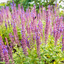 Image result for Salvia nemorosa