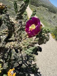 Attēlu rezultāti vaicājumam “Calamagrostis canescens fruit”