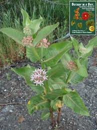 Attēlu rezultāti vaicājumam “Asclepiadaceae”