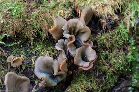 Attēlu rezultāti vaicājumam “Chlorencoelia versiformis”