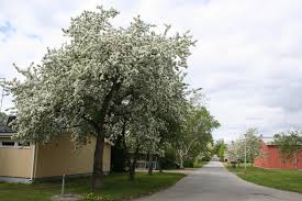 Attēlu rezultāti vaicājumam “Malus prunifolia”