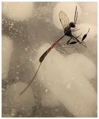 Attēlu rezultāti vaicājumam “Gasteruption jaculator”