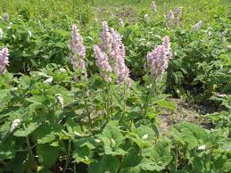 Image result for Salvia sclarea