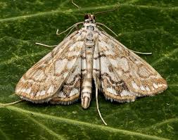 Attēlu rezultāti vaicājumam “Elophila nymphaeata”