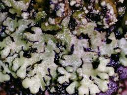 Attēlu rezultāti vaicājumam “Phaeophyscia orbicularis”