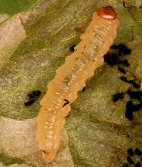 Attēlu rezultāti vaicājumam “Pristiphora maesta larva”