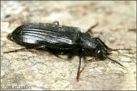 Attēlu rezultāti vaicājumam “Melandrya dubia”