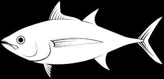 Image result for Thunnus obesus