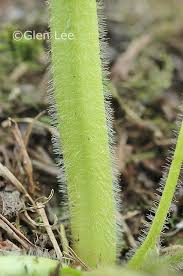 Attēlu rezultāti vaicājumam “Ranunculus mendax”