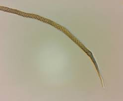 Attēlu rezultāti vaicājumam “Trichia ambigua macro”