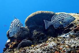 Image result for Mycteroperca venenosa