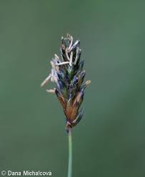 Attēlu rezultāti vaicājumam “Sesleria caerulea flower”