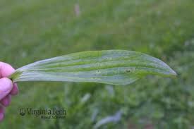 Attēlu rezultāti vaicājumam “Plantago lanceolata leaf”