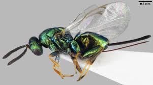 Attēlu rezultāti vaicājumam “Torymidae”