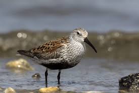 Attēlu rezultāti vaicājumam “Calidris”