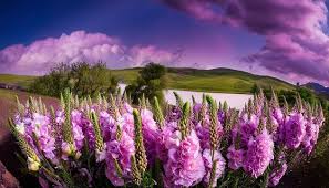 Image result for Levkoje