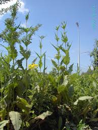 Image result for Dipsacus laciniatus