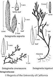 Attēlu rezultāti vaicājumam “Seligeria pusilla sporophyte”
