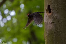 Attēlu rezultāti vaicājumam “Dryocopus martius adult”