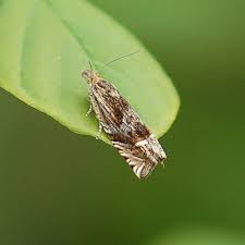 Attēlu rezultāti vaicājumam “Eucosma aspidiscana”