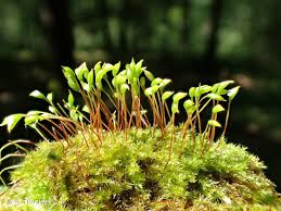 Attēlu rezultāti vaicājumam “Homomallium incurvatum”