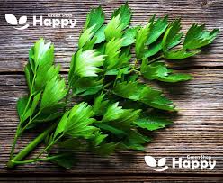 Attēlu rezultāti vaicājumam “Levisticum officinale”