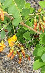 Image result for Colutea x media (arborescens x orientalis)