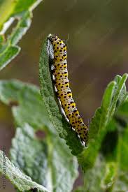 Attēlu rezultāti vaicājumam “Cucullia lucifuga larva”