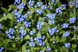 Image result for Vergissmeinnicht