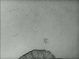 Attēlu rezultāti vaicājumam “Didymium nigripes”